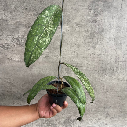 RP47-10	Hoya Clemensiorum Borneo Splash