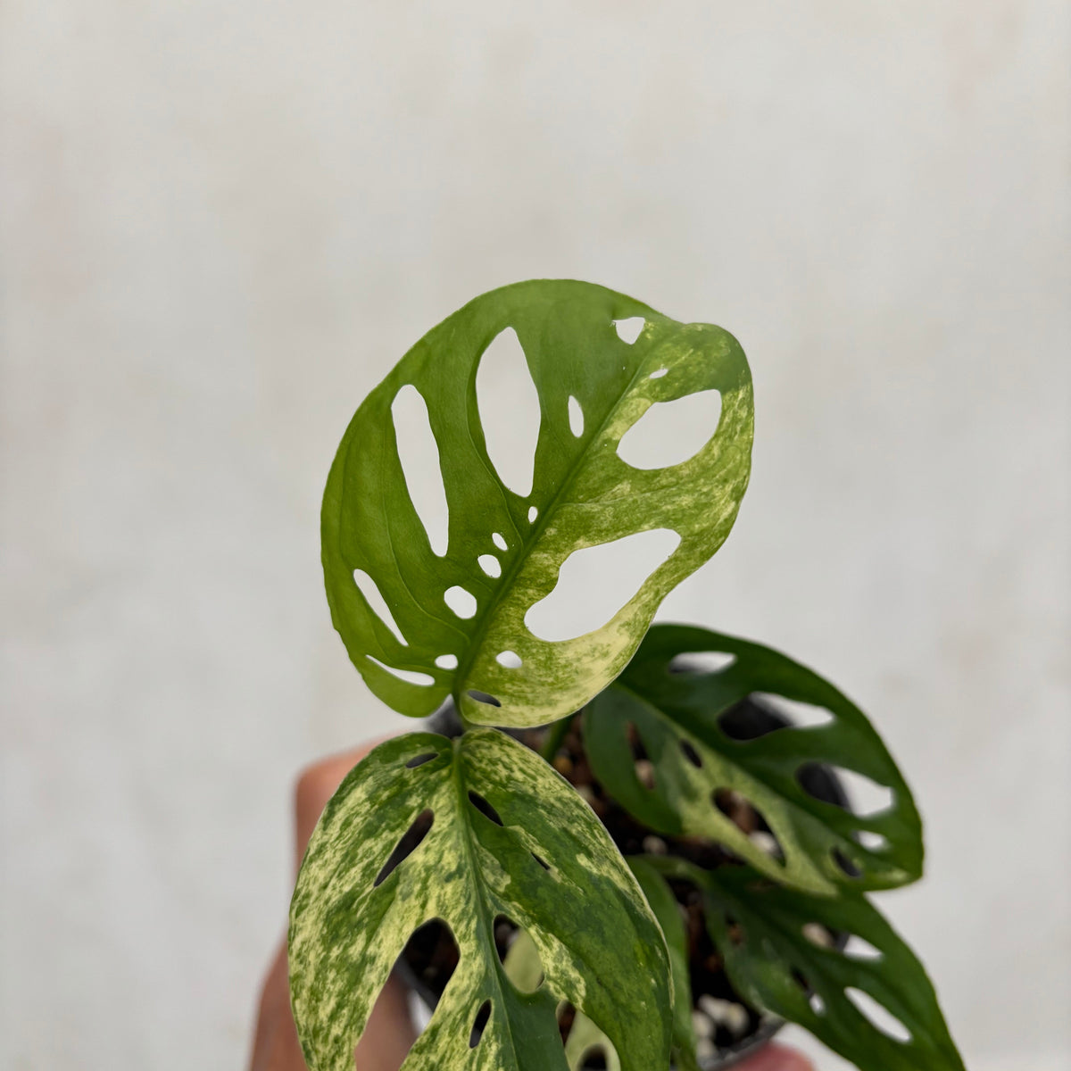 Monstera Blanchetii Variegated
