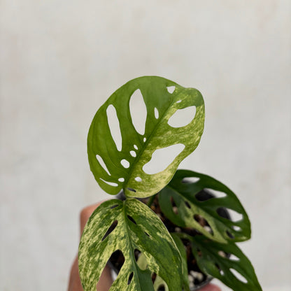 Monstera Blanchetii Variegated