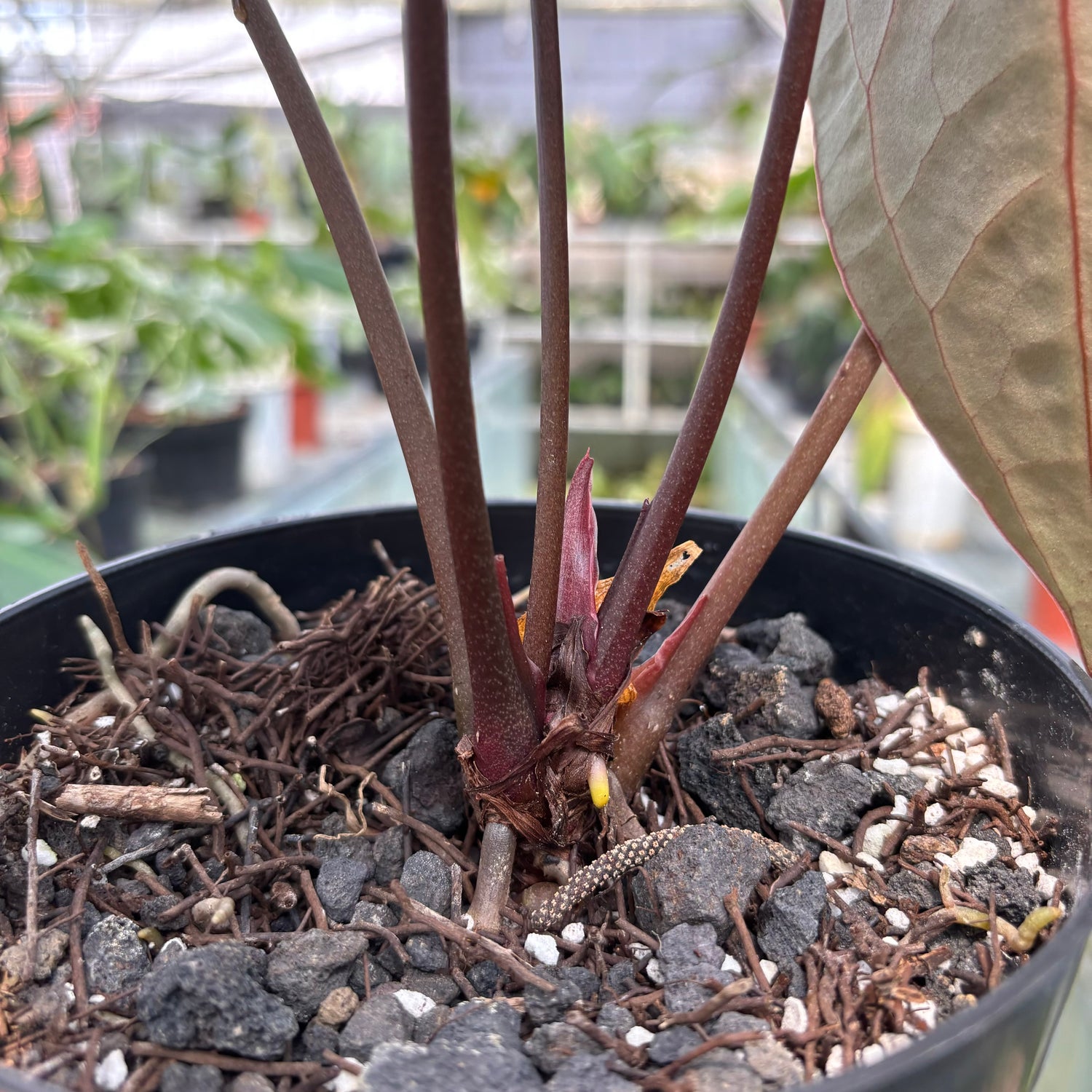 RP026-3	Anthurium Crystalinum x Clarinervium Hybrid