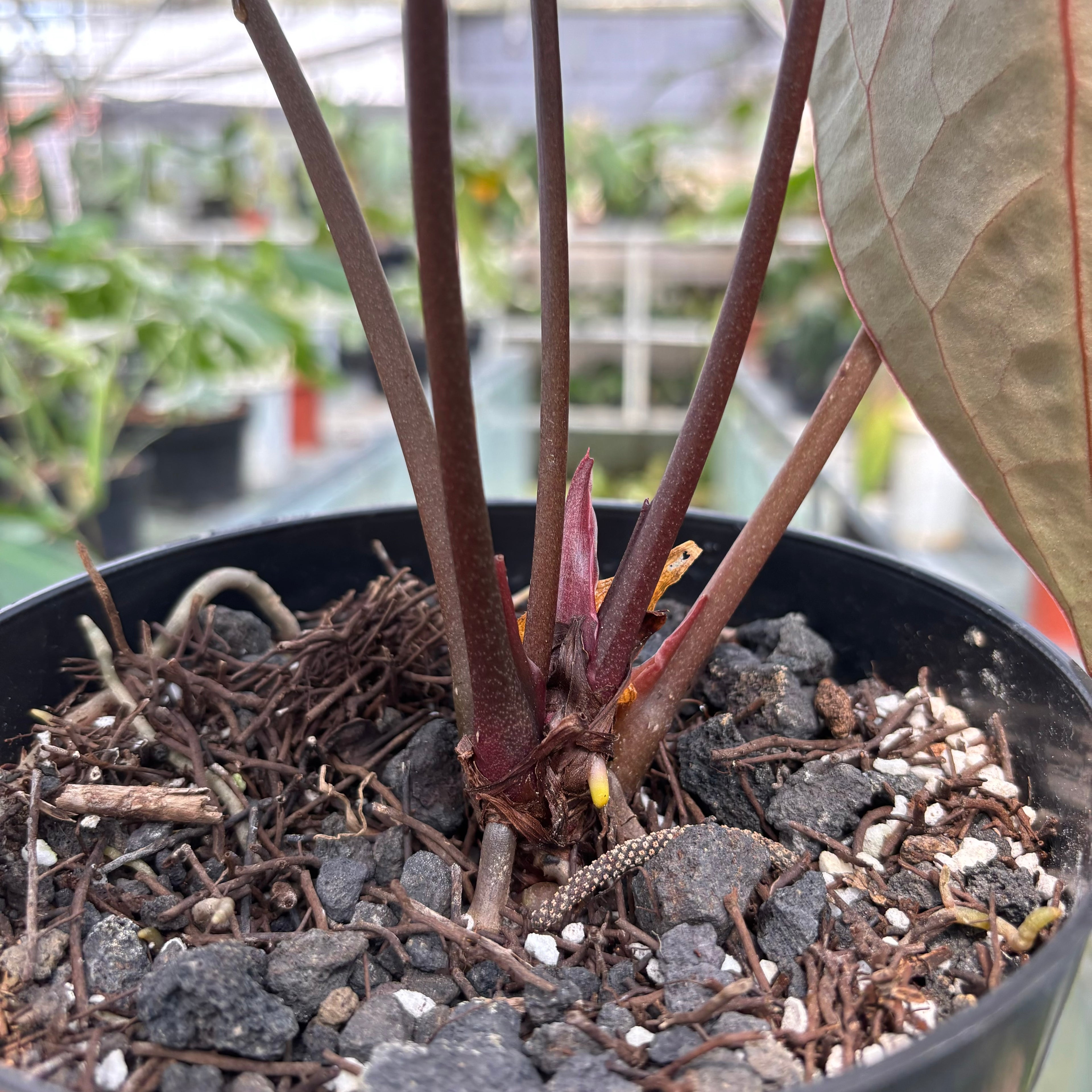 RP026-3	Anthurium Crystalinum x Clarinervium Hybrid