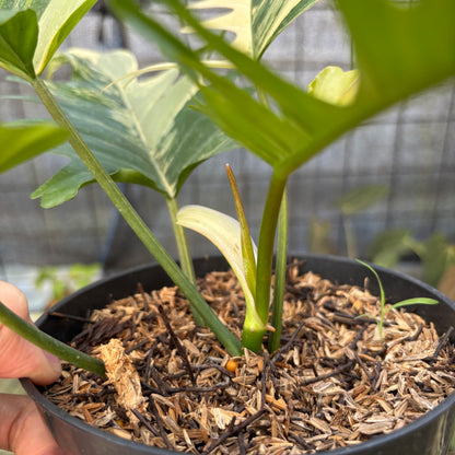 RP10-9 Philodendron Florida Beauty x Tortum Variegated