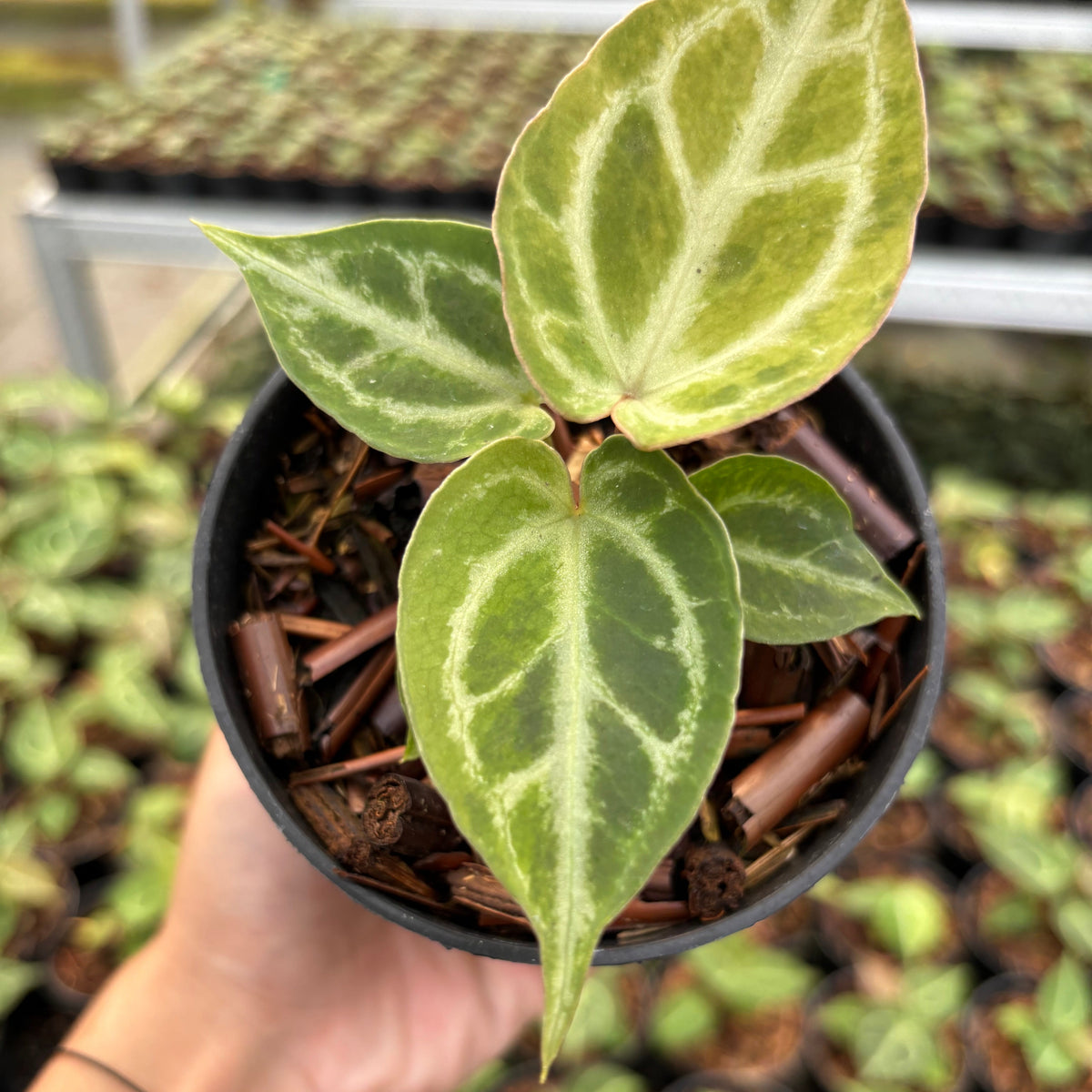 Anthurium Magnificum Verde x Red Tiger