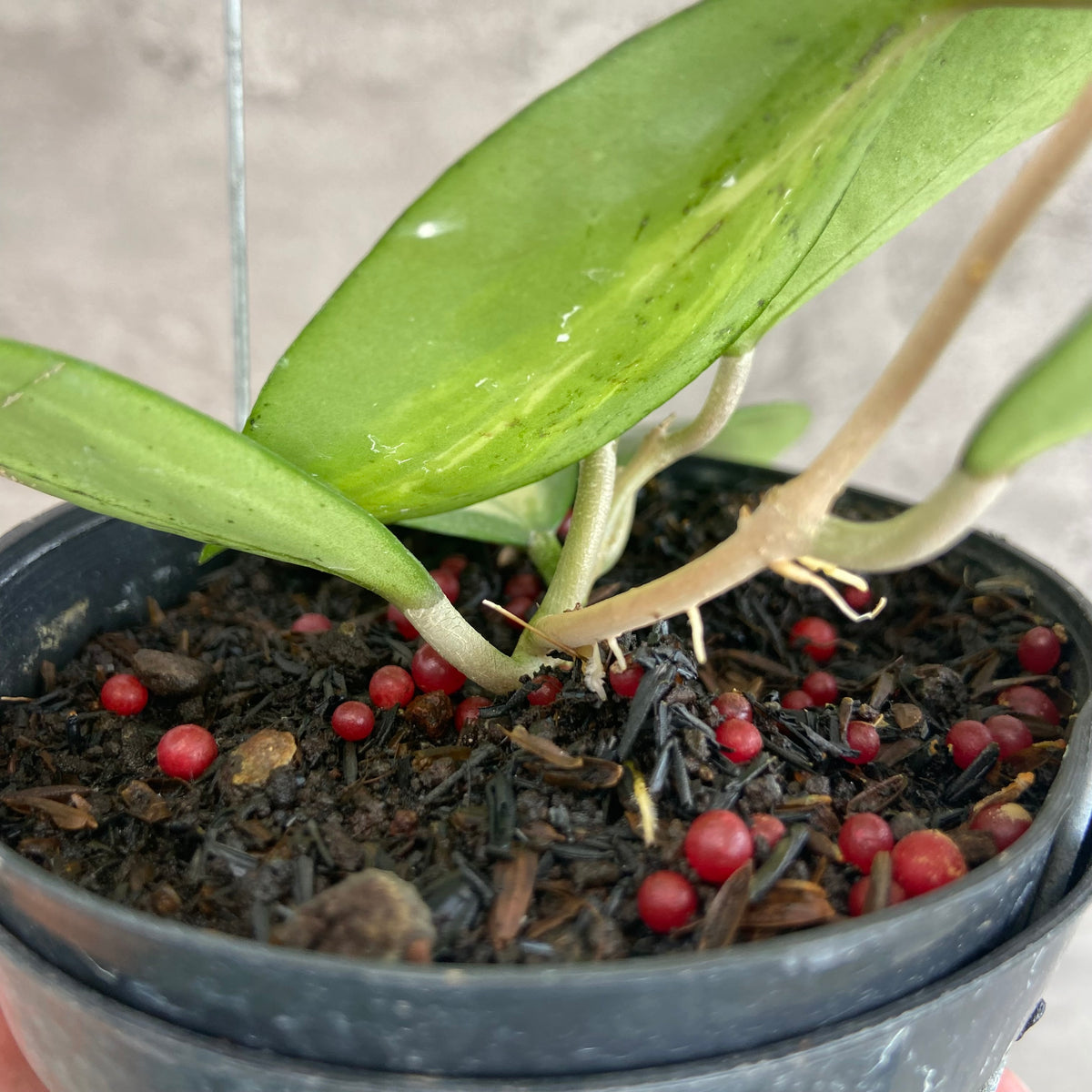 RP68-10	Hoya Verticillata Nganjuk (Inner Variegated)