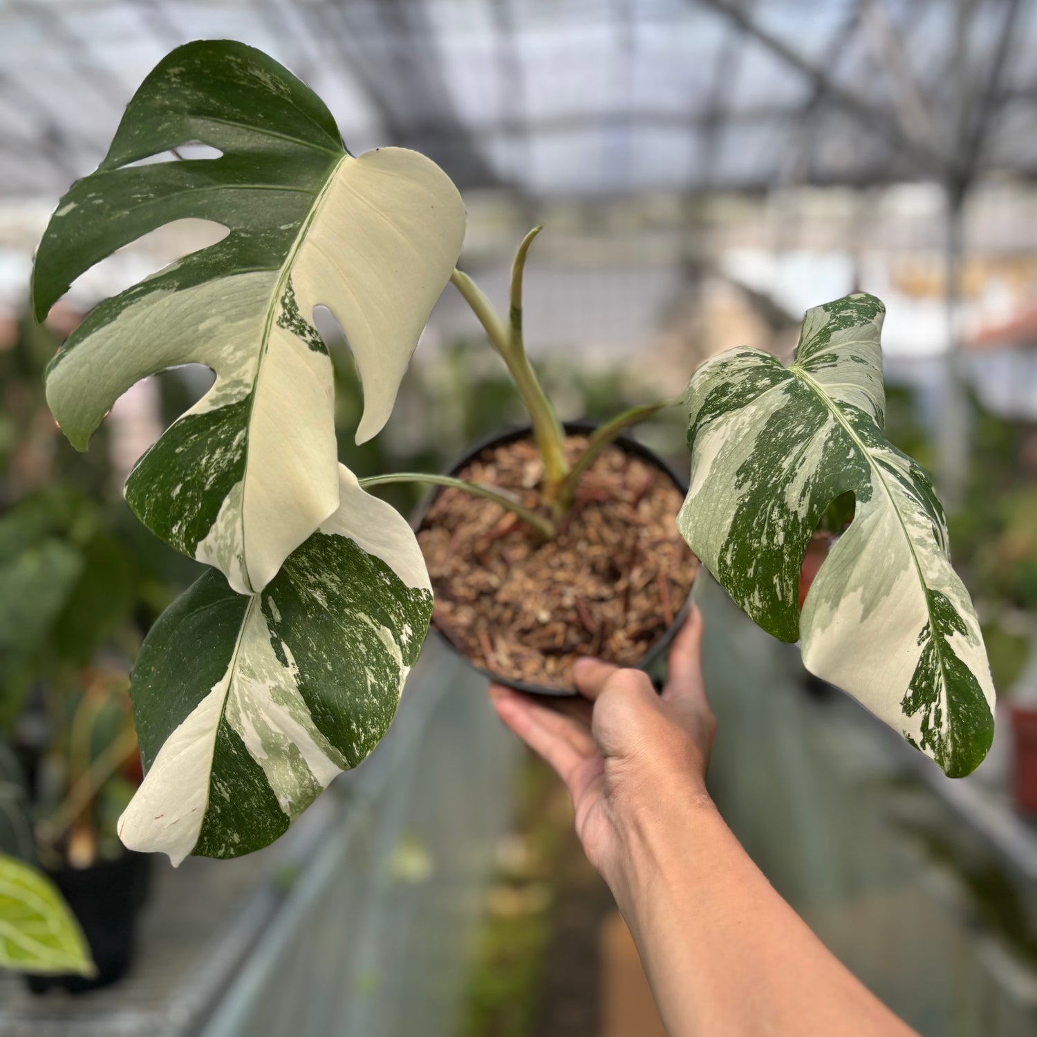 RP002-3 Monstera Albo Variegated