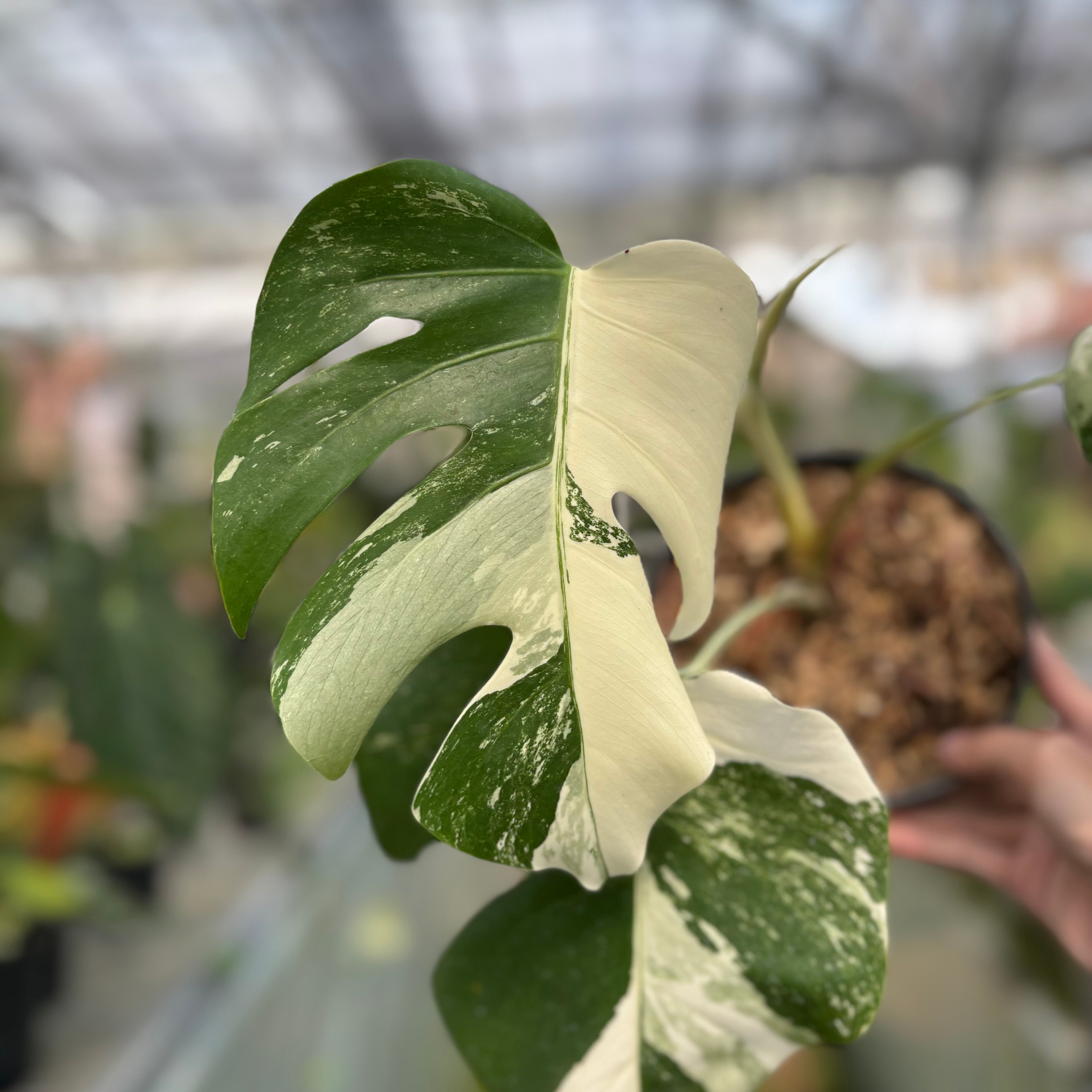 RP002-3 Monstera Albo Variegated