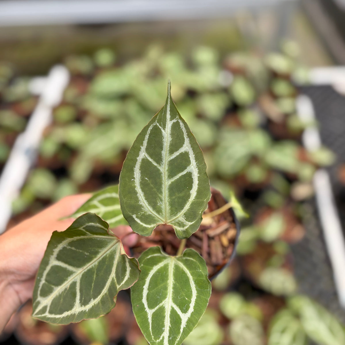 Anthurium Hellboy x Muchlis RC