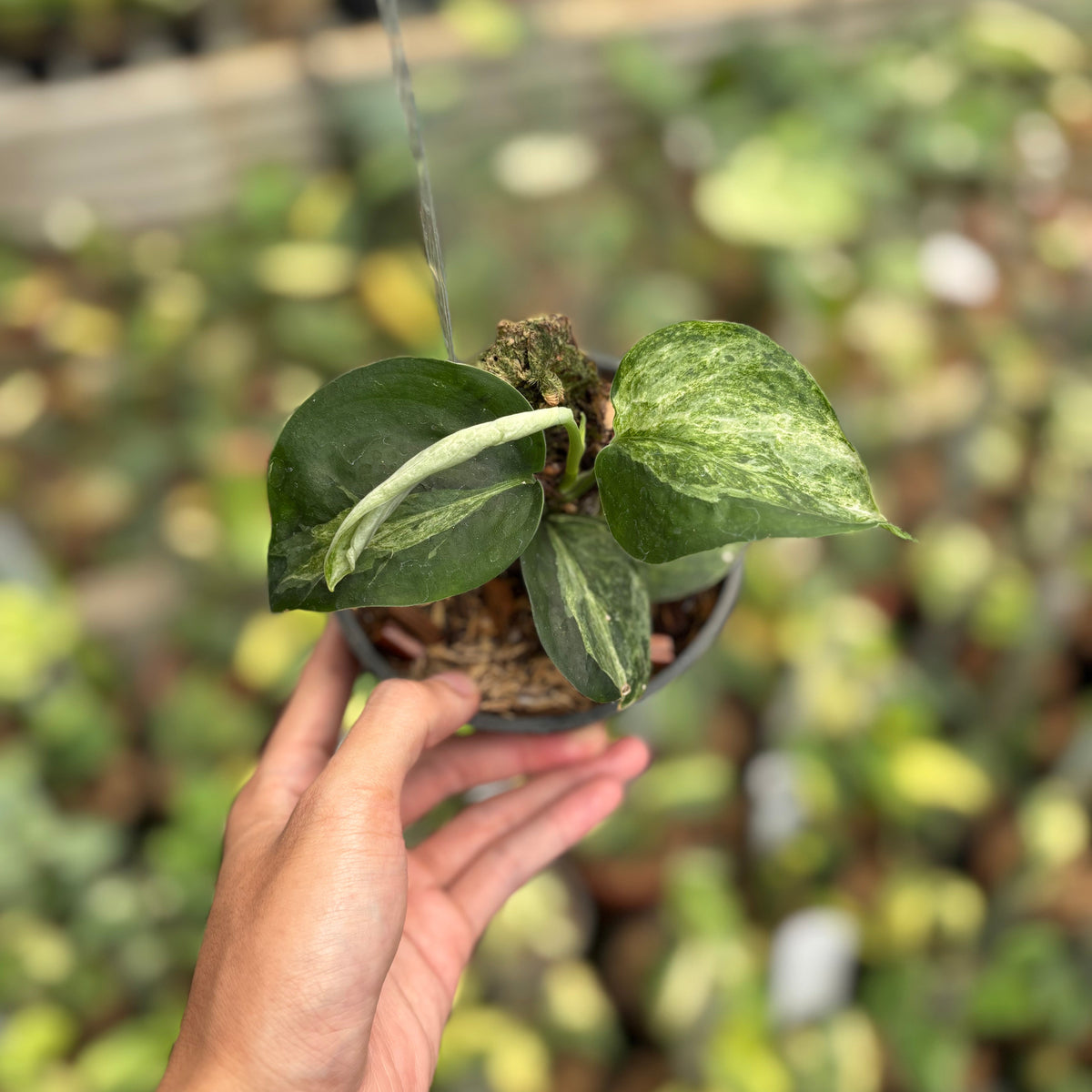 Scindapsus White Lava