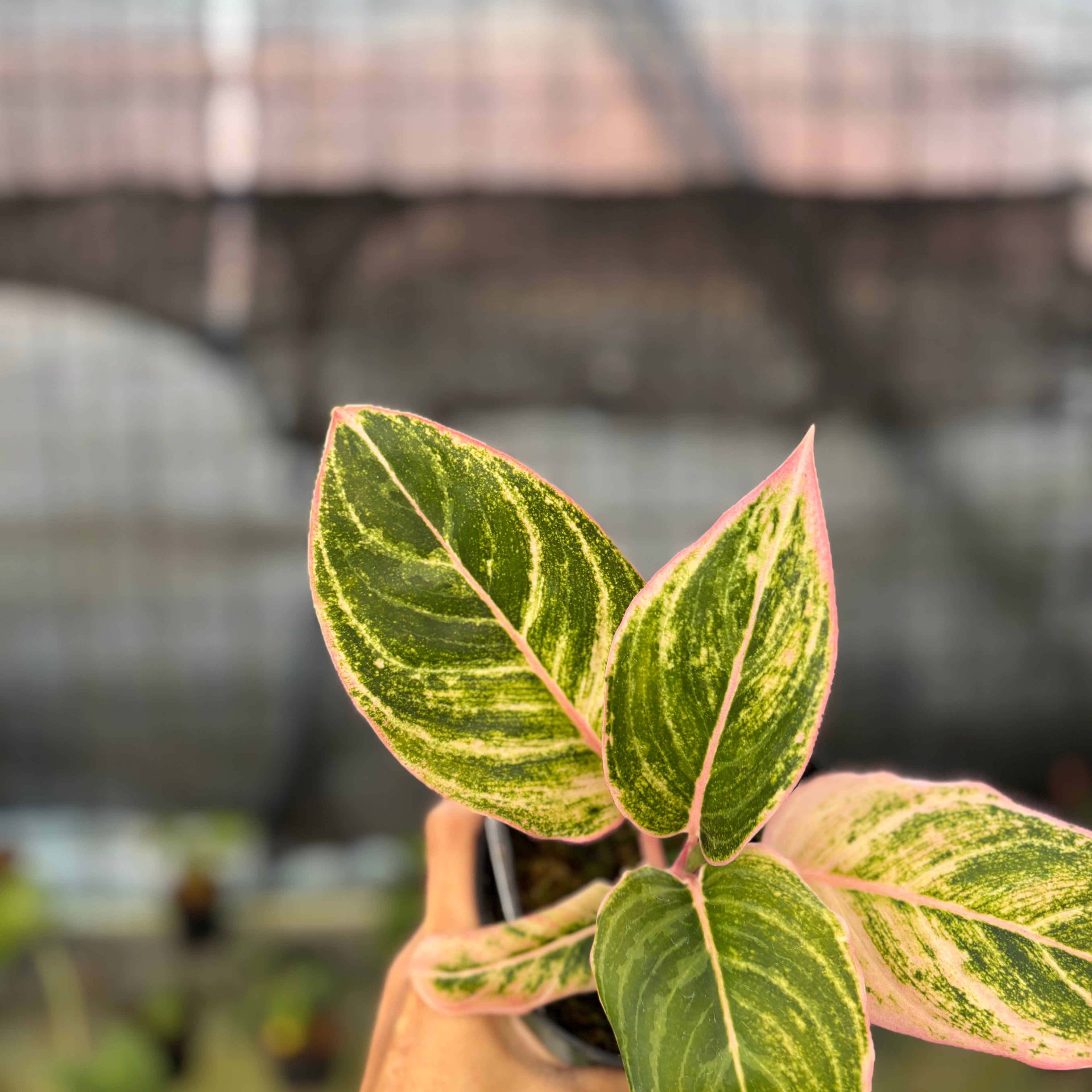 RP24-9 Aglaonema Dejavu