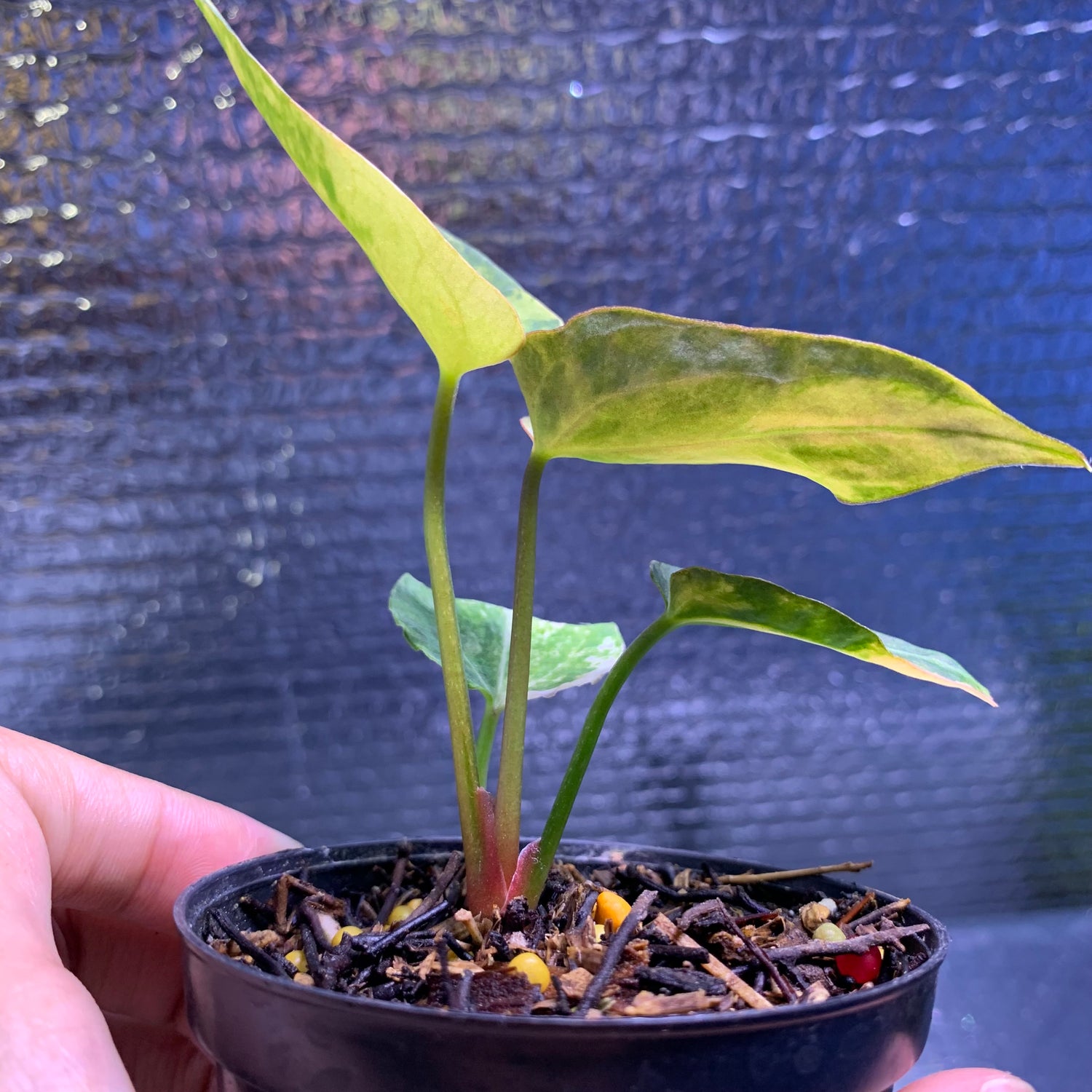 RP69-8 Anthurium Silver Butterfly x Michelle Variegated
