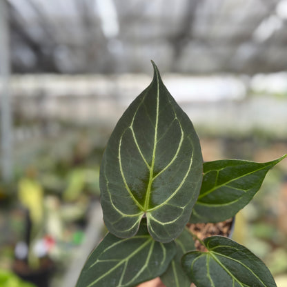RP11-10 Anthurium KOS x Papilillaminum