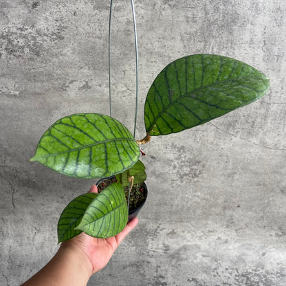 RP44-10	Hoya Callistophylla Round Leaf