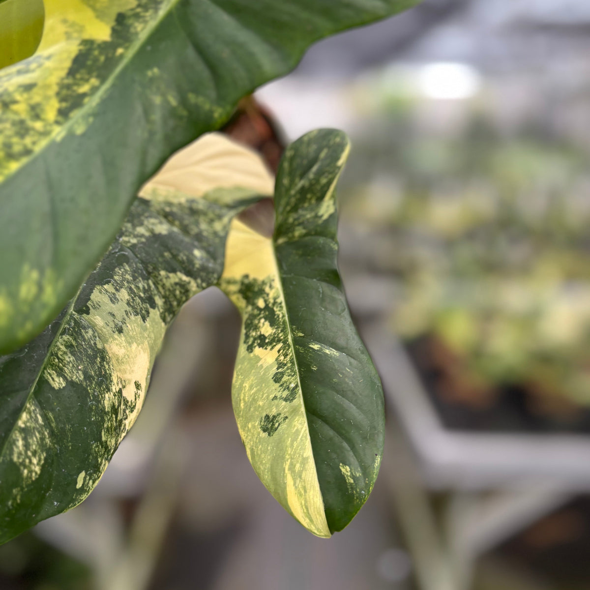 Philodendron Florida Beauty x Lupinum