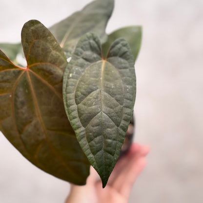 Anthurium RVDP x Black Muscle