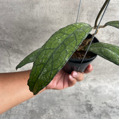 RP47-10	Hoya Clemensiorum Borneo Splash