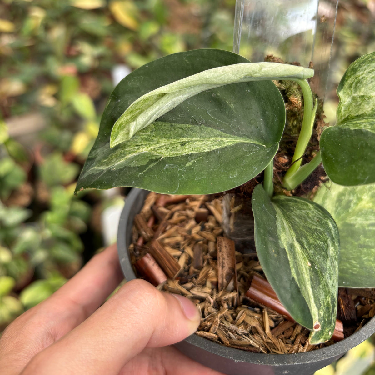 Scindapsus White Lava
