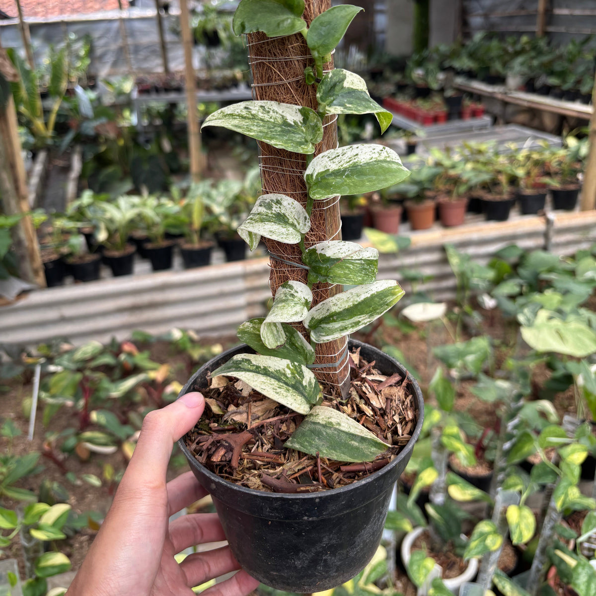 Rhaphidophora Korsthalsii Albo
