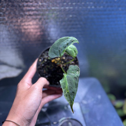 RP36-10	Anthurium Papilillaminum Mutation