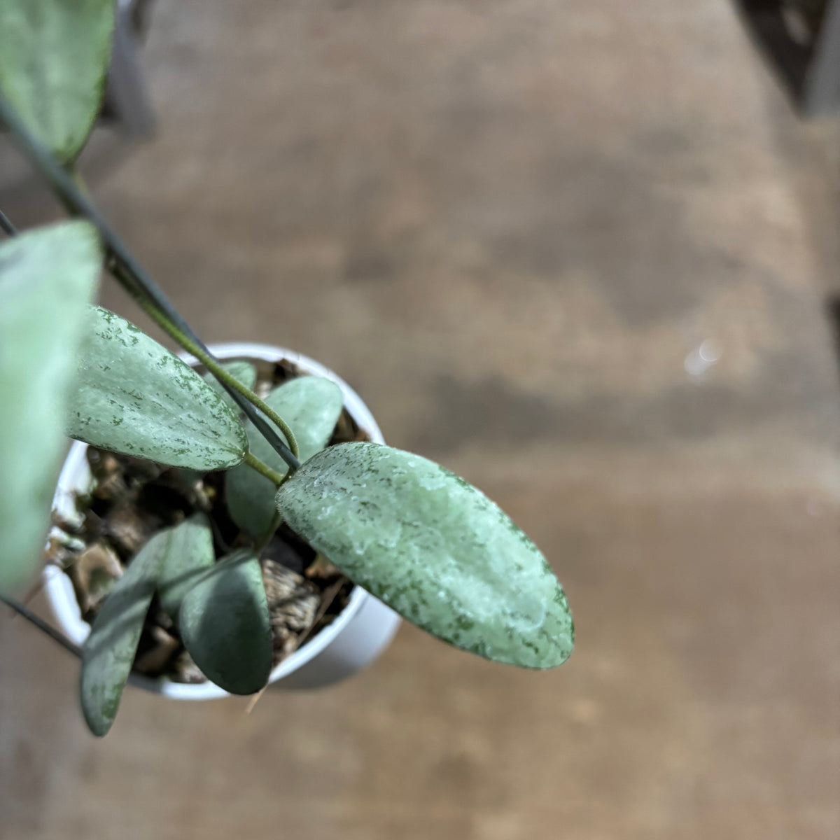 Hoya Sigillatis Moon