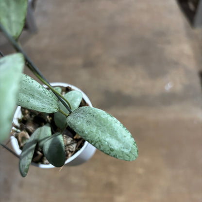 Hoya Sigillatis Moon
