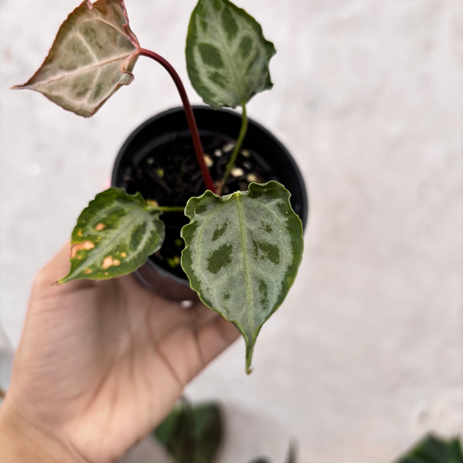 Anthurium Muchlis x Red Crystallinum Selected