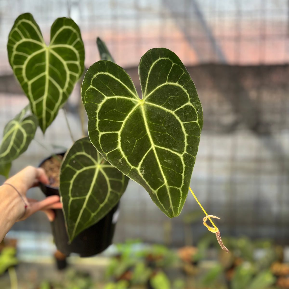 RP19-9 Anthurium Clarinervium Medium Size