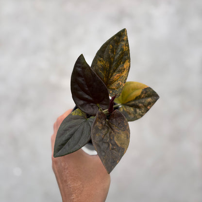 Syngonium Red Arrow