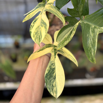 RP29-9 Philodendron Florida Beauty Mature Size