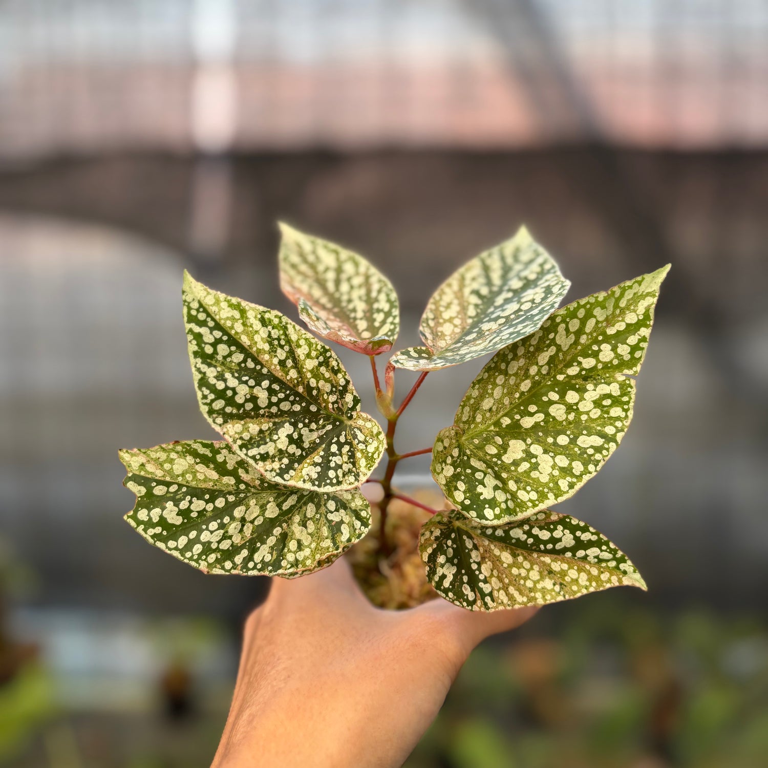 RP20-9 Begonia Snow Capped Variegated