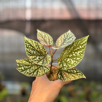 RP20-9 Begonia Snow Capped Variegated