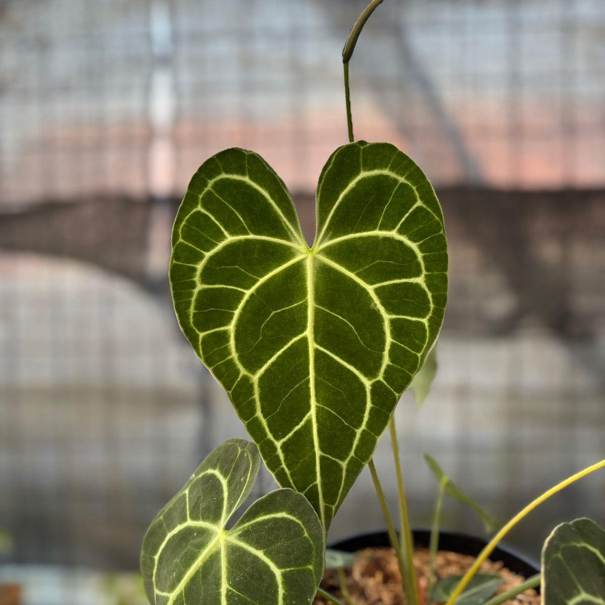 RP19-9 Anthurium Clarinervium Medium Size