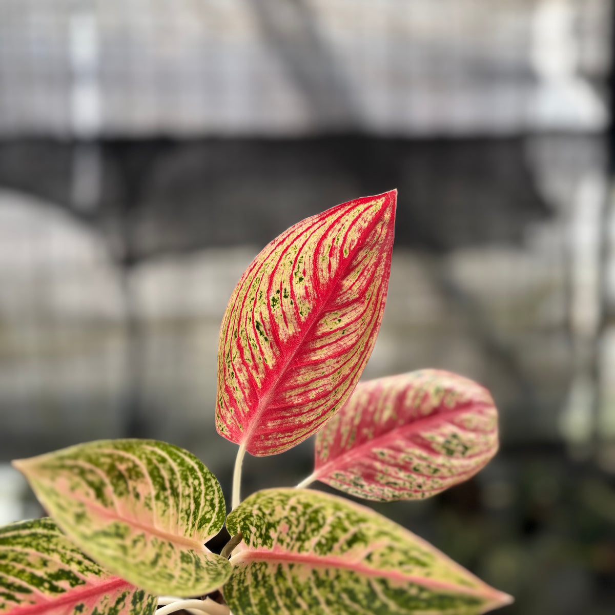 RP3-10 Aglaonema Red Legacy