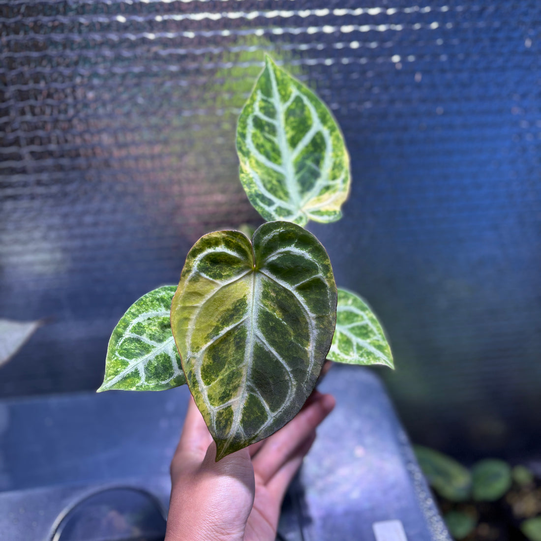 RP33-9 Anthurium Red Tiger x Michelle Variegated