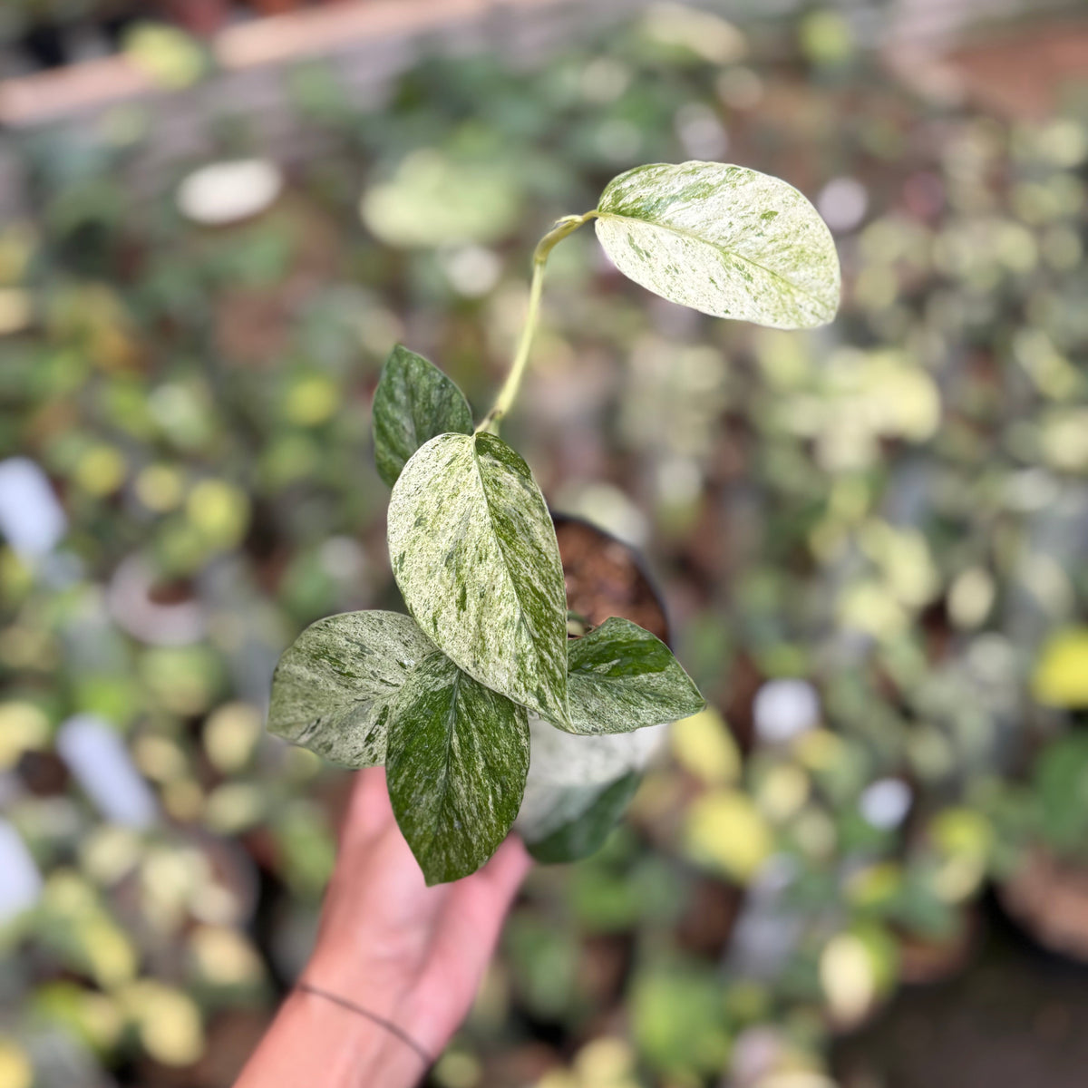 Epipremnum Pinnatum Hanoman