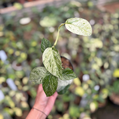Epipremnum Pinnatum Hanoman