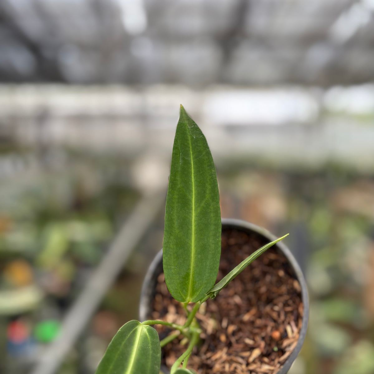 RP19-10	Anthurium Warocqueanum