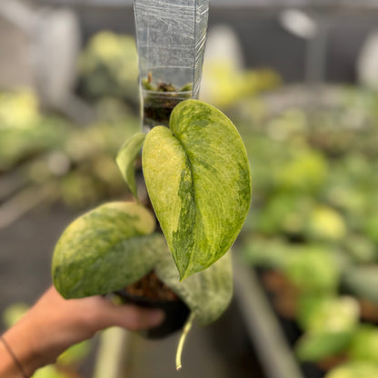 Scindapsus Nirmala