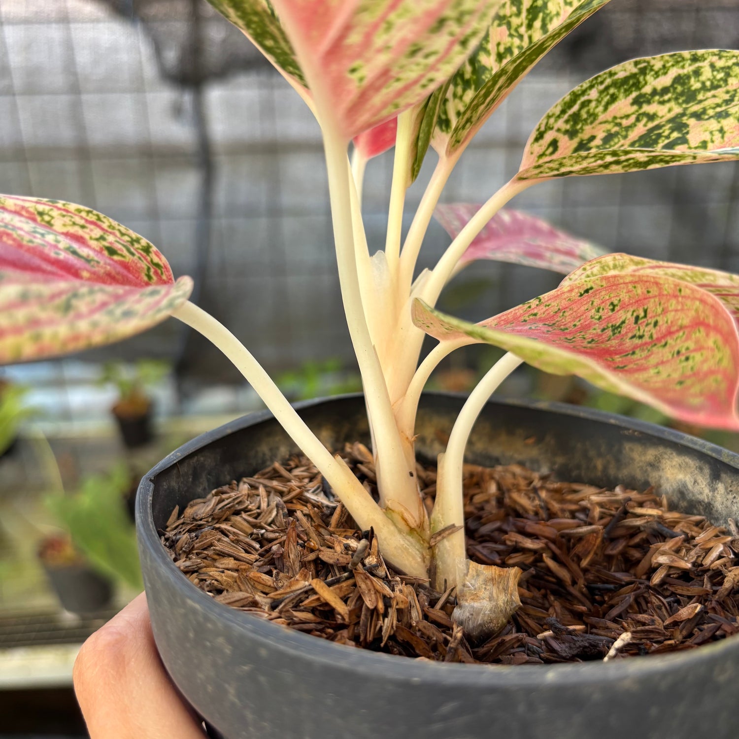 RP26-9 Aglaonema Red Legacy