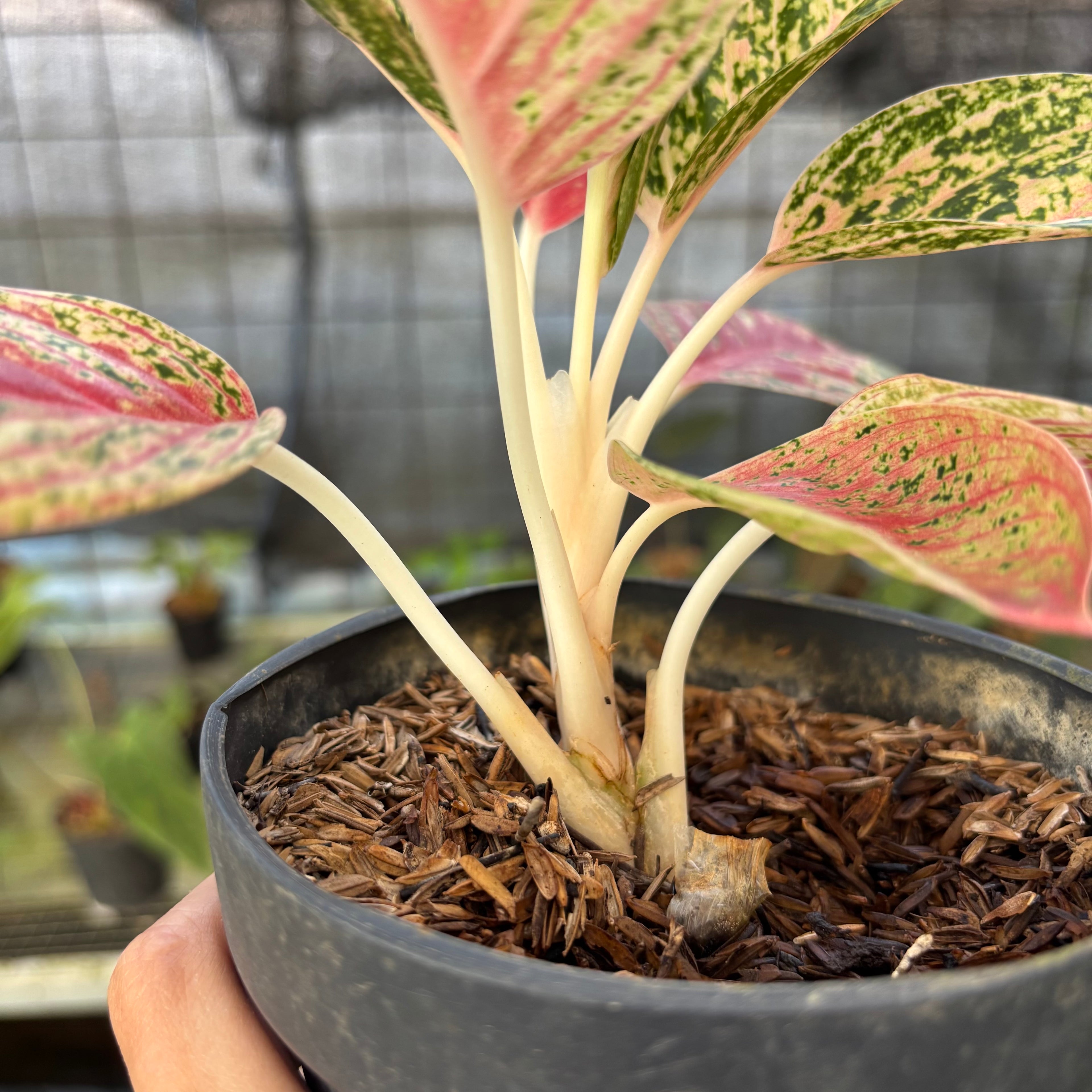 RP26-9 Aglaonema Red Legacy