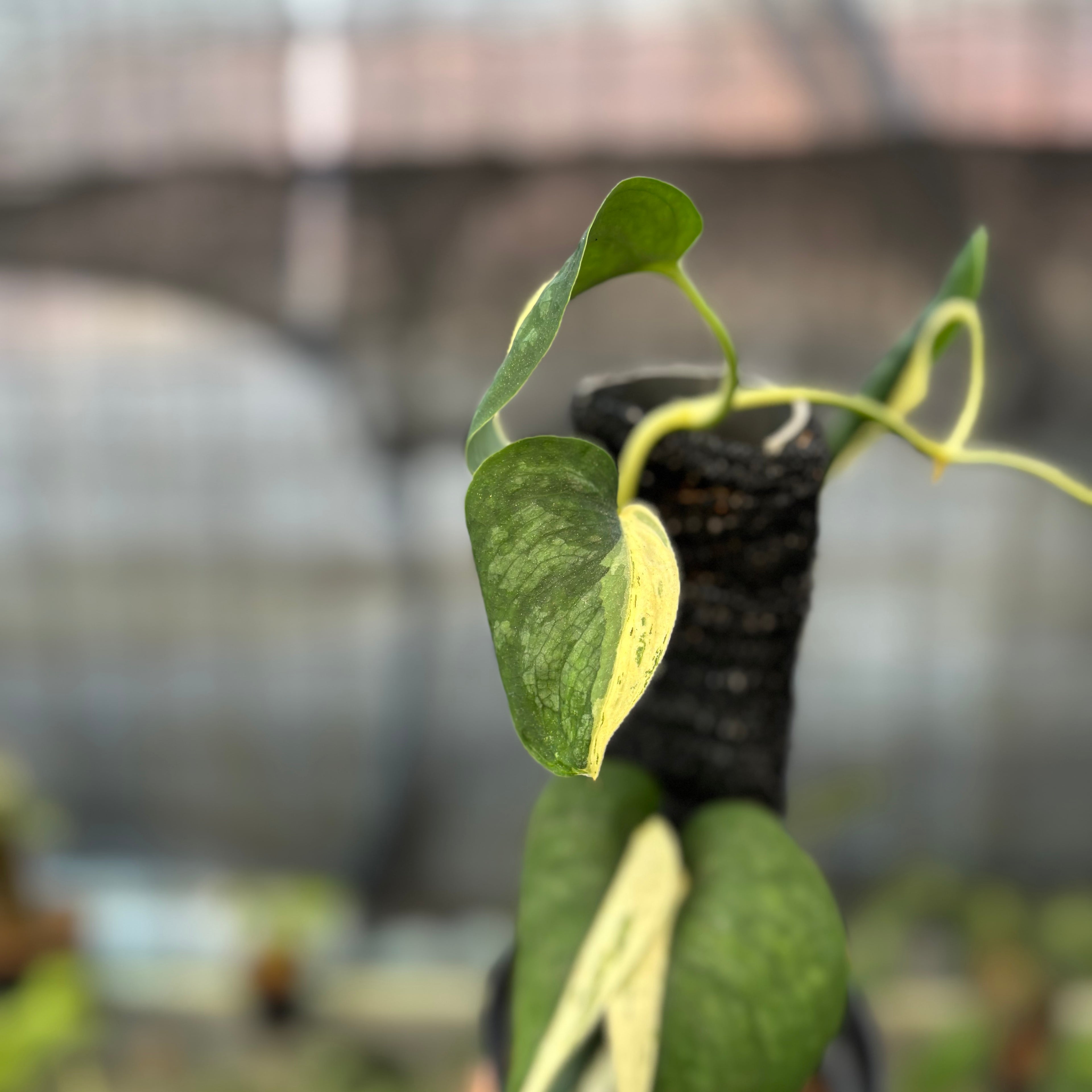 RP12-9 Scindapsus Silver Satin Halfmoon