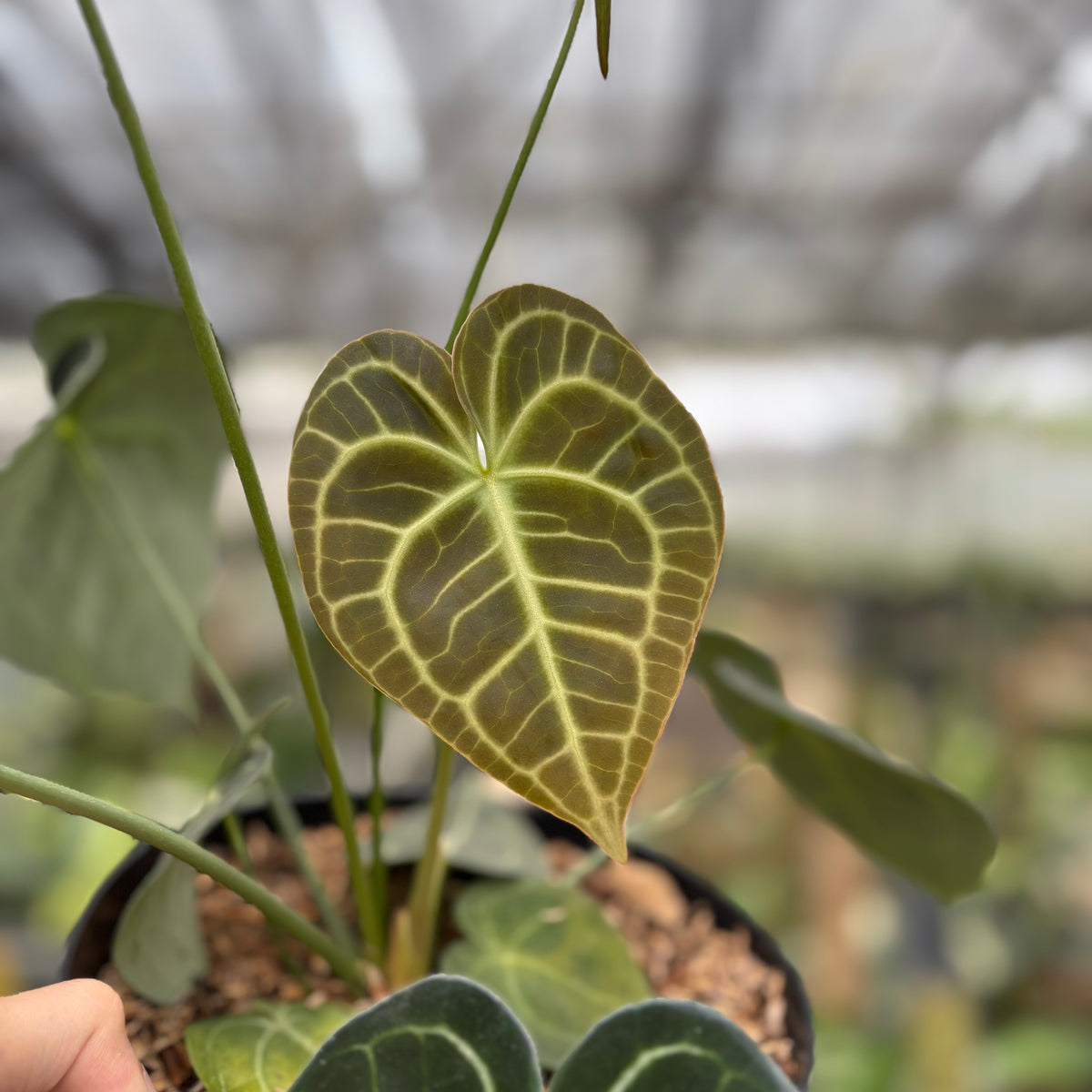 RP13-10 Anthurium Clarinervium Medium Size