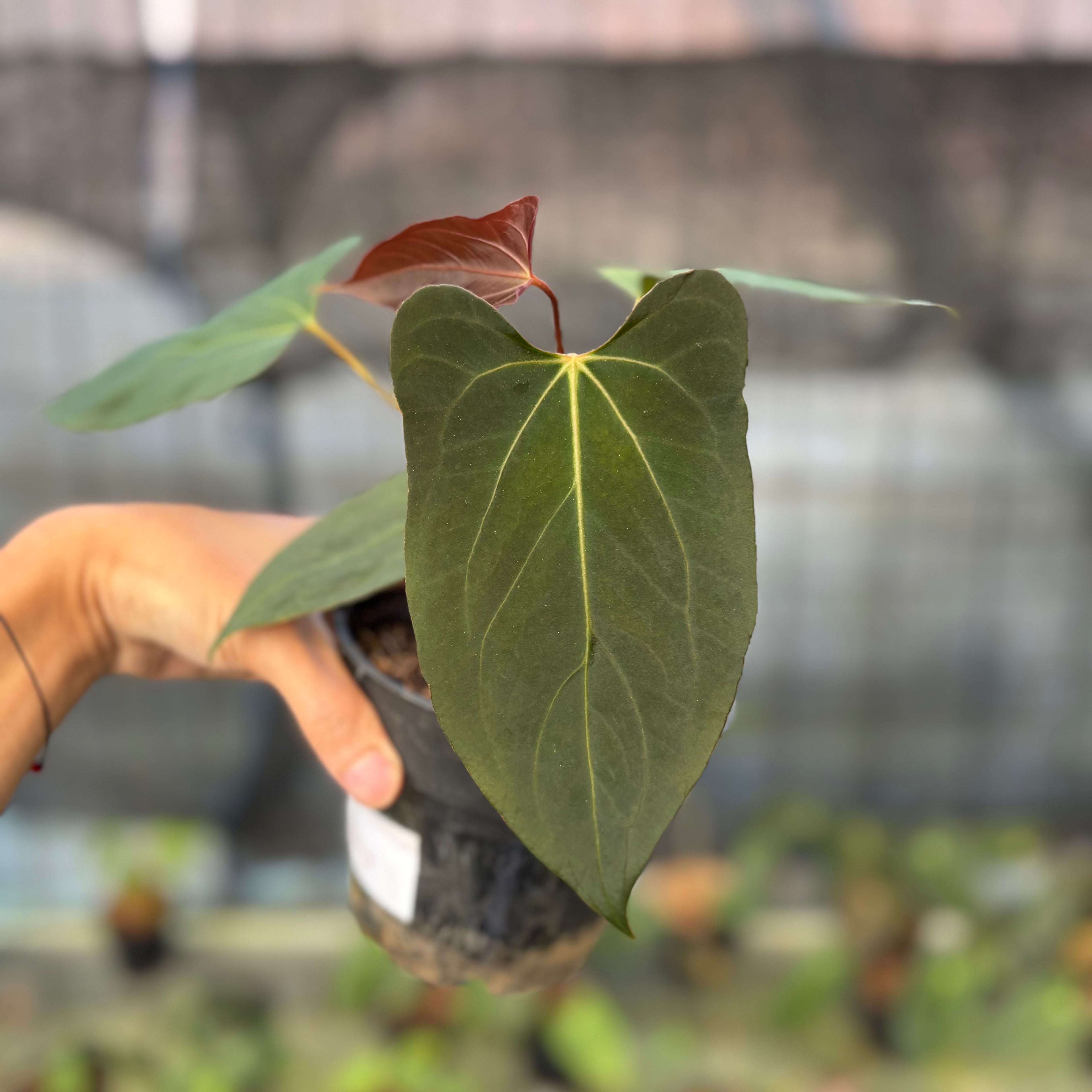 RP11-9 Anthurium Fortsherman x GOG