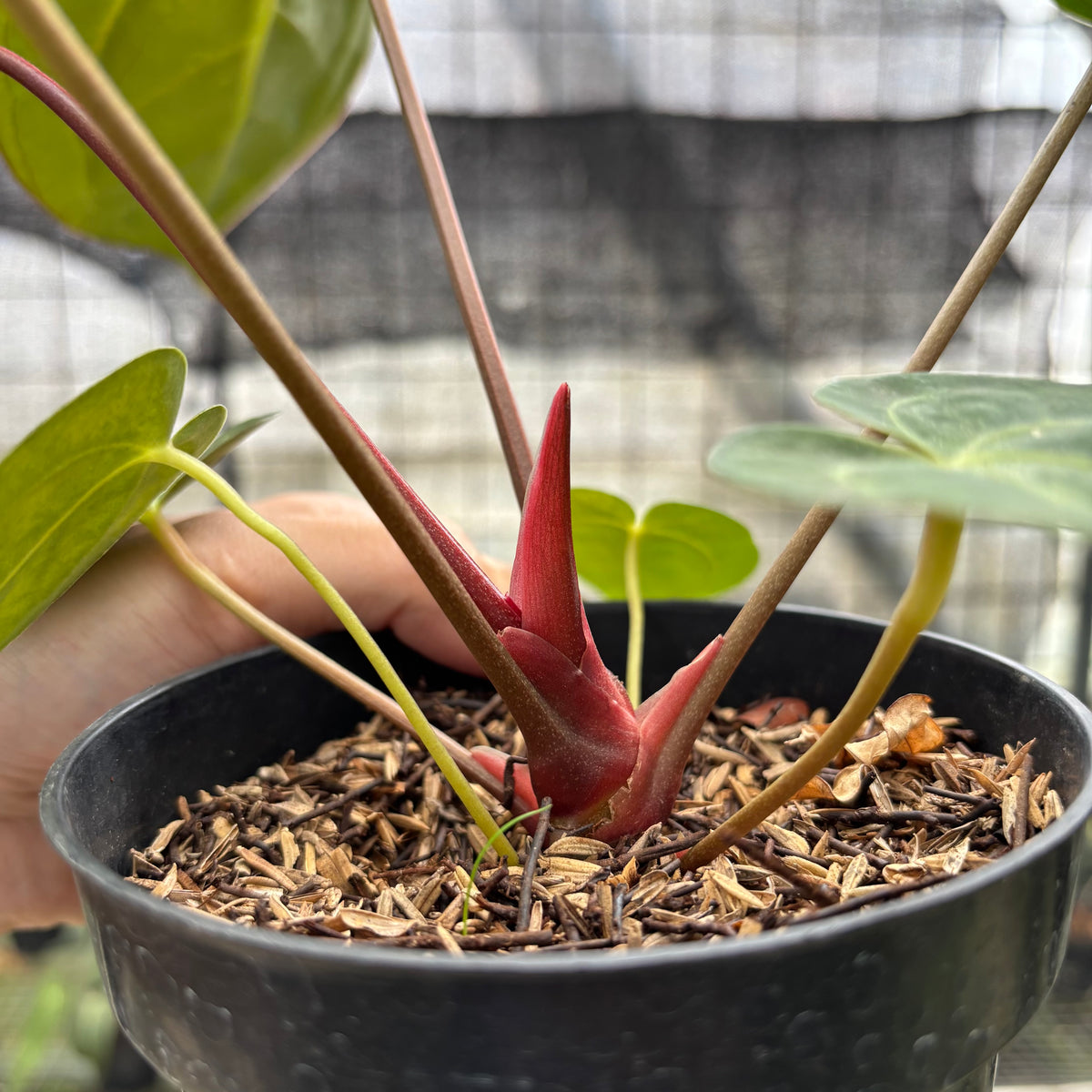RP2-10 Anthurium Papilillaminum Xone