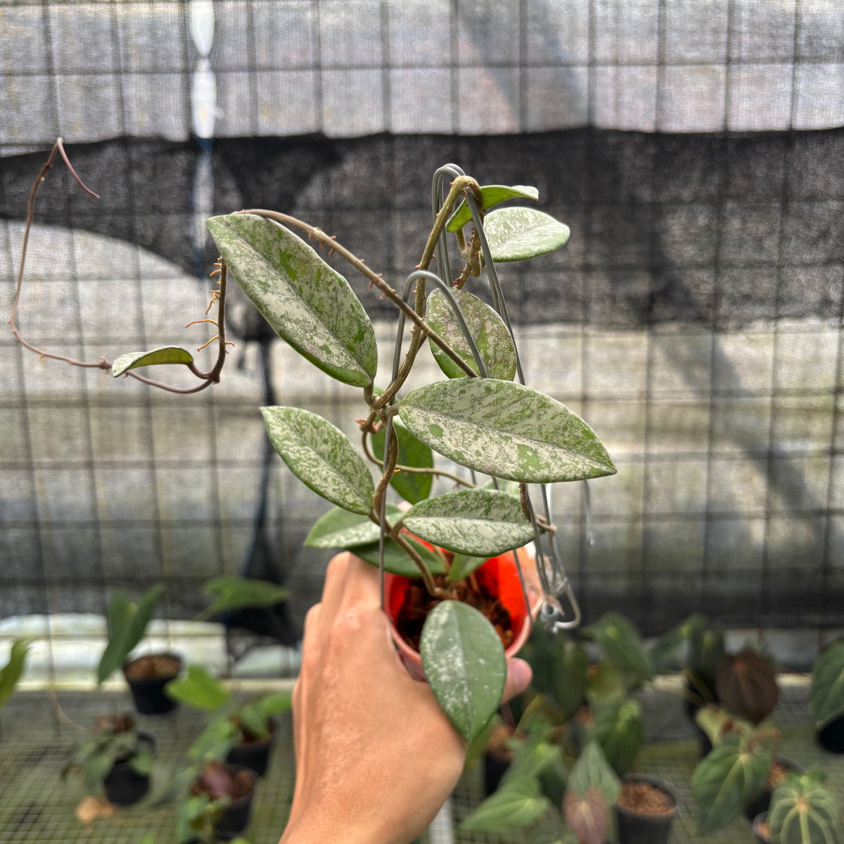 RP22-10	Hoya Carnosa Star Dust