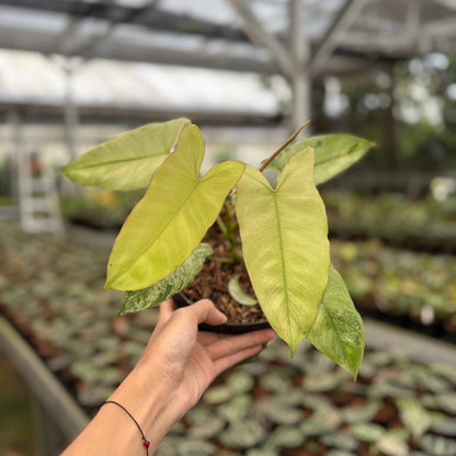 Philodendron Paraiso Verde Mint
