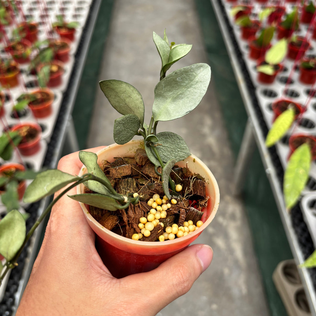 Hoya Lacunosa Orange Skin