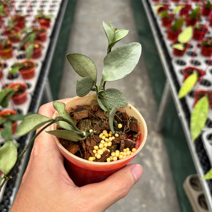 Hoya Lacunosa Orange Skin