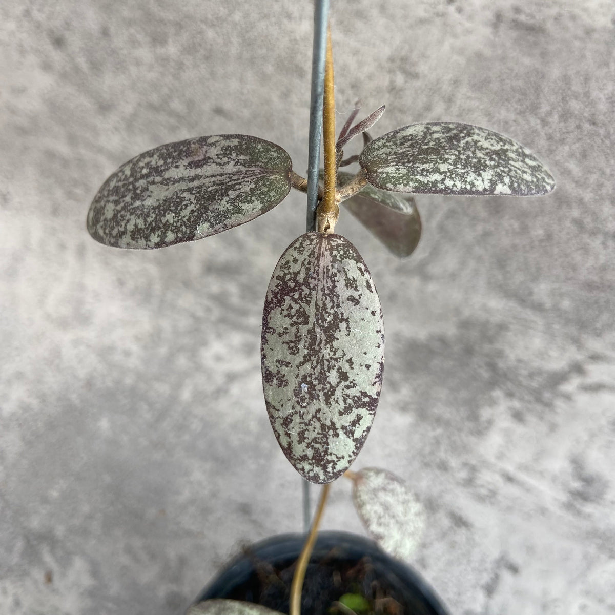 RP54-10	Hoya Sigillatis Silver