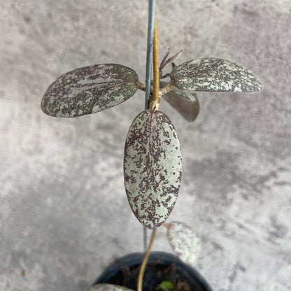 RP54-10	Hoya Sigillatis Silver
