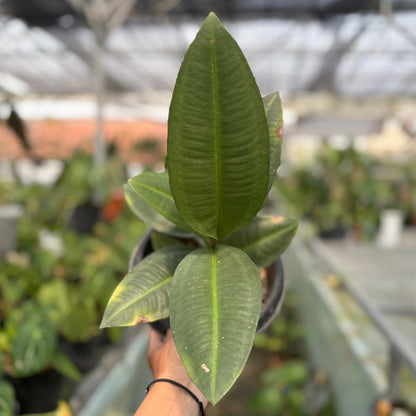 Labisia sp Silver